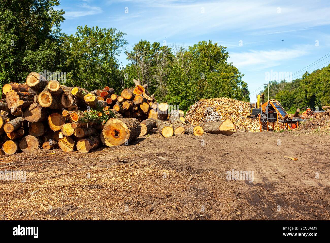 Holzfällstelle, wo Bäume aus dem nahe gelegenen Wald gehackt und in Holzstämme geschnitten werden. Diese Baumstämme werden dann zu großen Pfählen gemacht und ein Bagger arbeitet daran Stockfoto