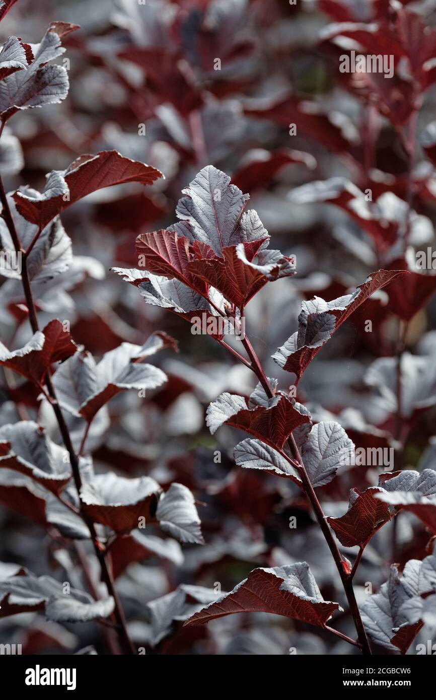 Dunkelviolettes Laub von Physocarpus opulifolius 'Midnight'. Physocarpus opulifolius 'Jonight'. Ninebark 'Midnight'. Physocarpus opulifolius 'Jonight'. Stockfoto