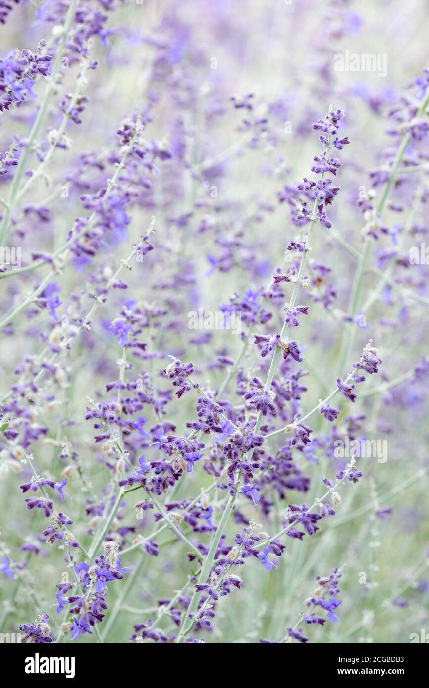 Violett-blaue, röhrenförmige Blüten von Perovskia 'Blue Spire'. Salvia Blue Spire. Russischer Salbei. Perovskia atriplicifolia 'Blue Spire' Stockfoto