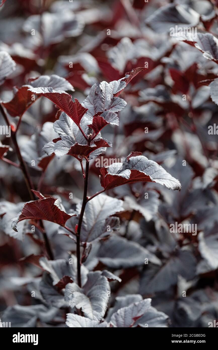Dunkelviolettes Laub von Physocarpus opulifolius 'Midnight'. Physocarpus opulifolius 'Jonight'. Ninebark 'Midnight'. Physocarpus opulifolius 'Jonight'. Stockfoto