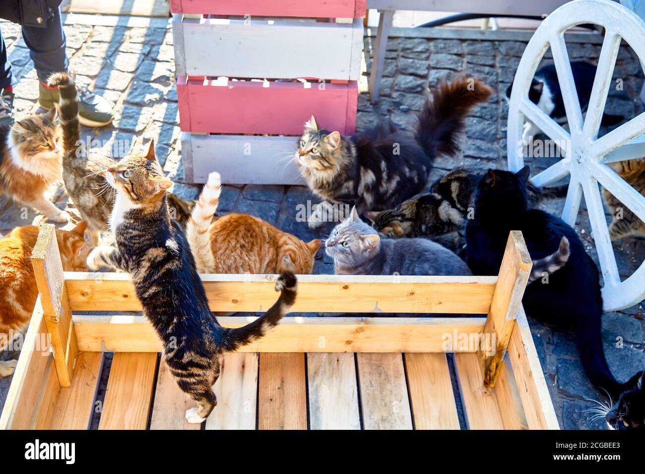 Wilde Katzen draußen warten auf Nahrung Stockfoto