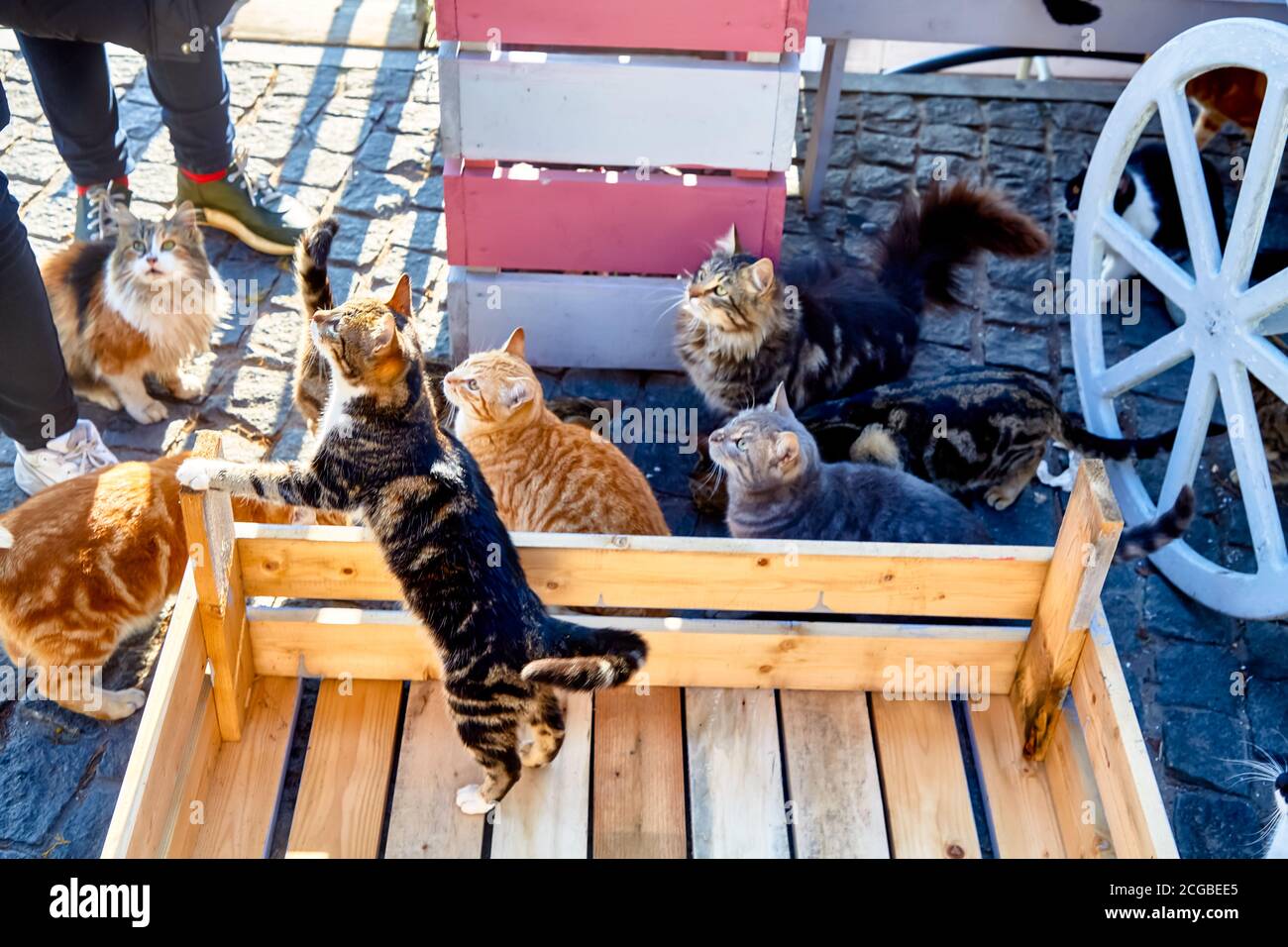 Wilde Katzen draußen warten auf Nahrung Stockfoto