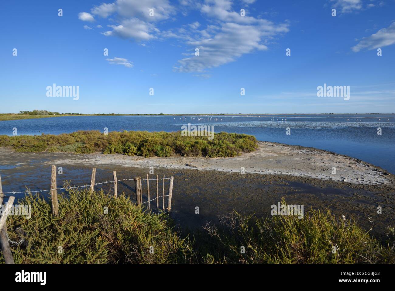 Camargue Landschaft Mudbank & Salz tolerant Salicornia europaea aka glasswort Oder Marsh Samphire Camargue Wetlands oder Nature Reserve Provence France Stockfoto