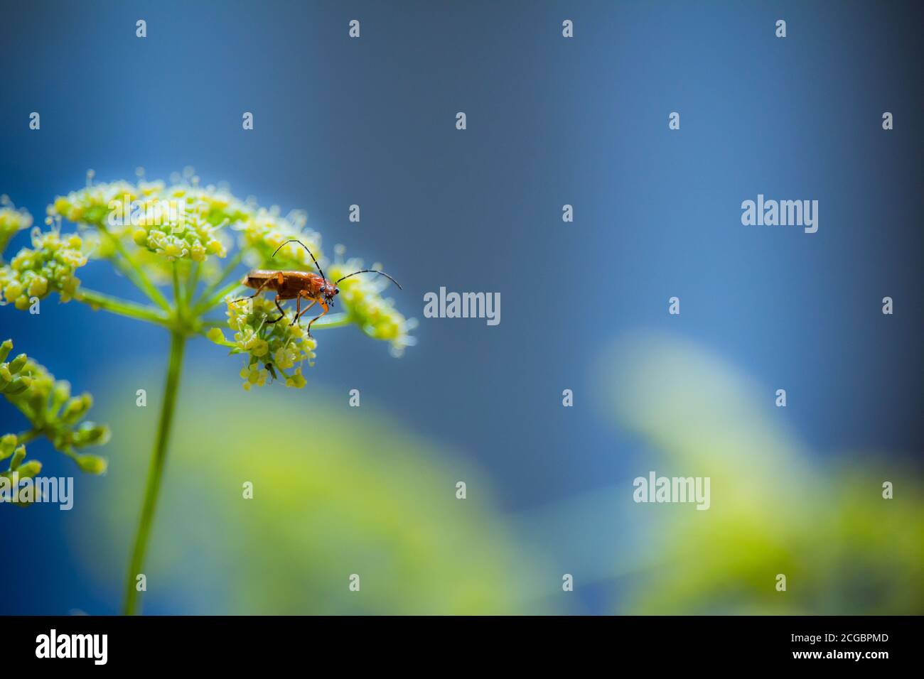 Insektenporträt Stockfoto