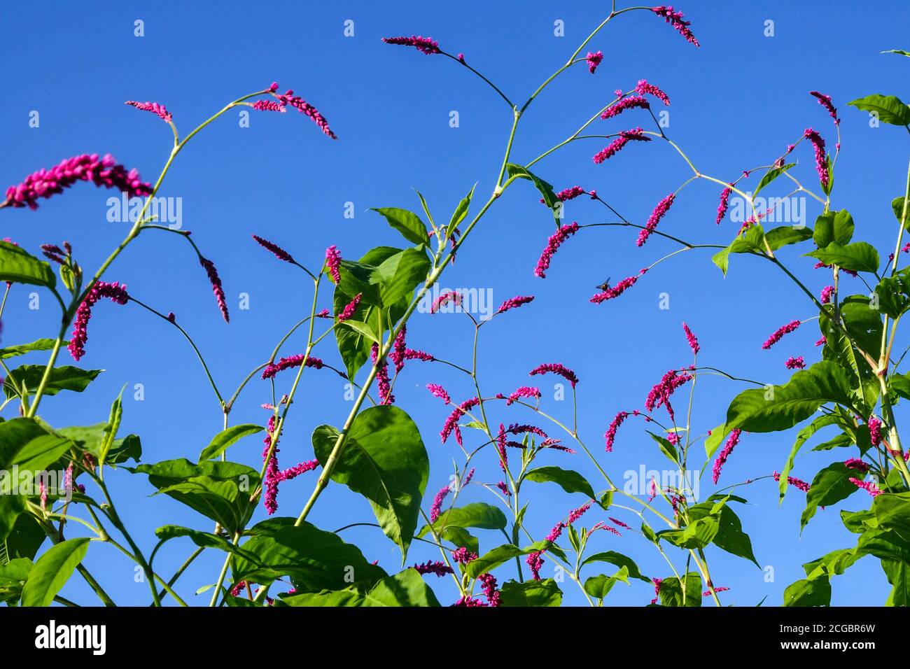 Persicaria orientalis blauer Himmel mit Blick auf Himmelspflanzen Stockfoto