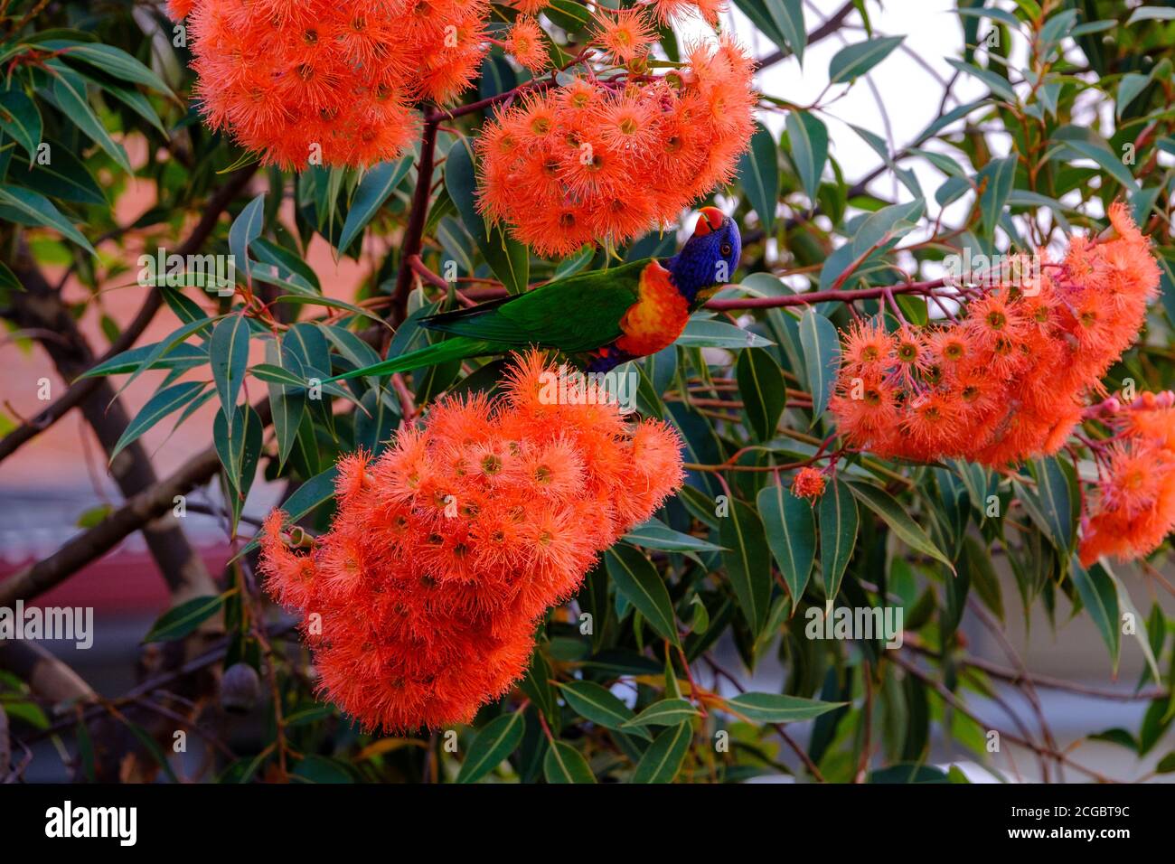 Regenbogen-Lorikeet (Trichoglossus moluccanus), der auf einem Zwerg blühenden Gummibaum in einem Vorstadthinterhof, Melbourne, Victoria, Australien, ernährt Stockfoto