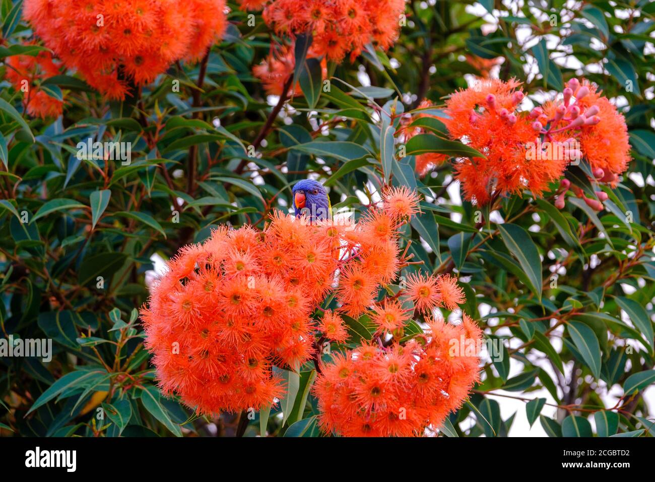 Regenbogen-Lorikeet (Trichoglossus moluccanus), der auf einem Zwerg blühenden Gummibaum in einem Vorstadthinterhof, Melbourne, Victoria, Australien, ernährt Stockfoto