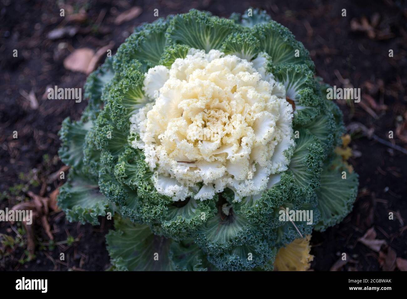 Draufsicht auf den dekorativen Kohl, der in einem Blumenbeet wächst. Hybridsorte „Nagoya White F1“. Stockfoto