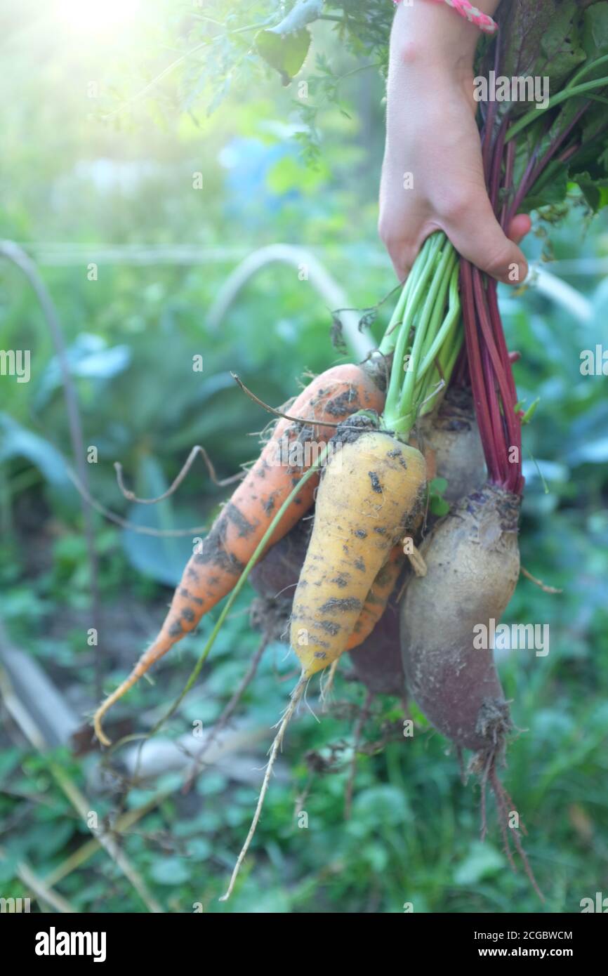 Wurzelgemüse, Karotten und Rüben in der Hand auf dem Hintergrund des Gemüsegartens. Landwirtschaft und Erntekonzept. Stockfoto