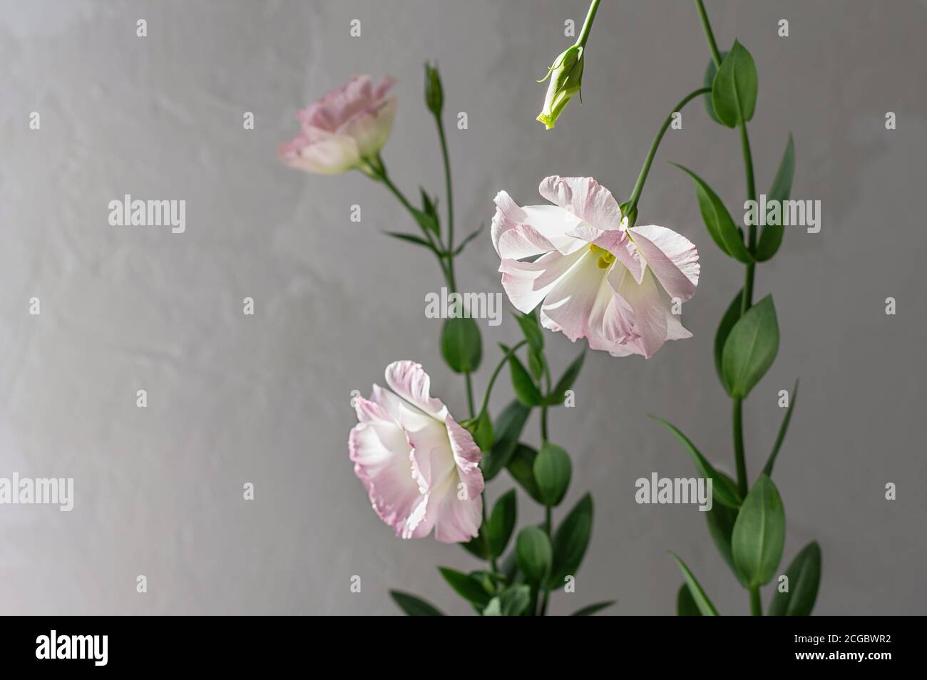 Zarte Blüten von rosa eustoma vor dem Hintergrund einer grauen Betonwand. Hochzeitsblumen. Selektiver Fokus. Nahaufnahme. Speicherplatz kopieren. Stockfoto