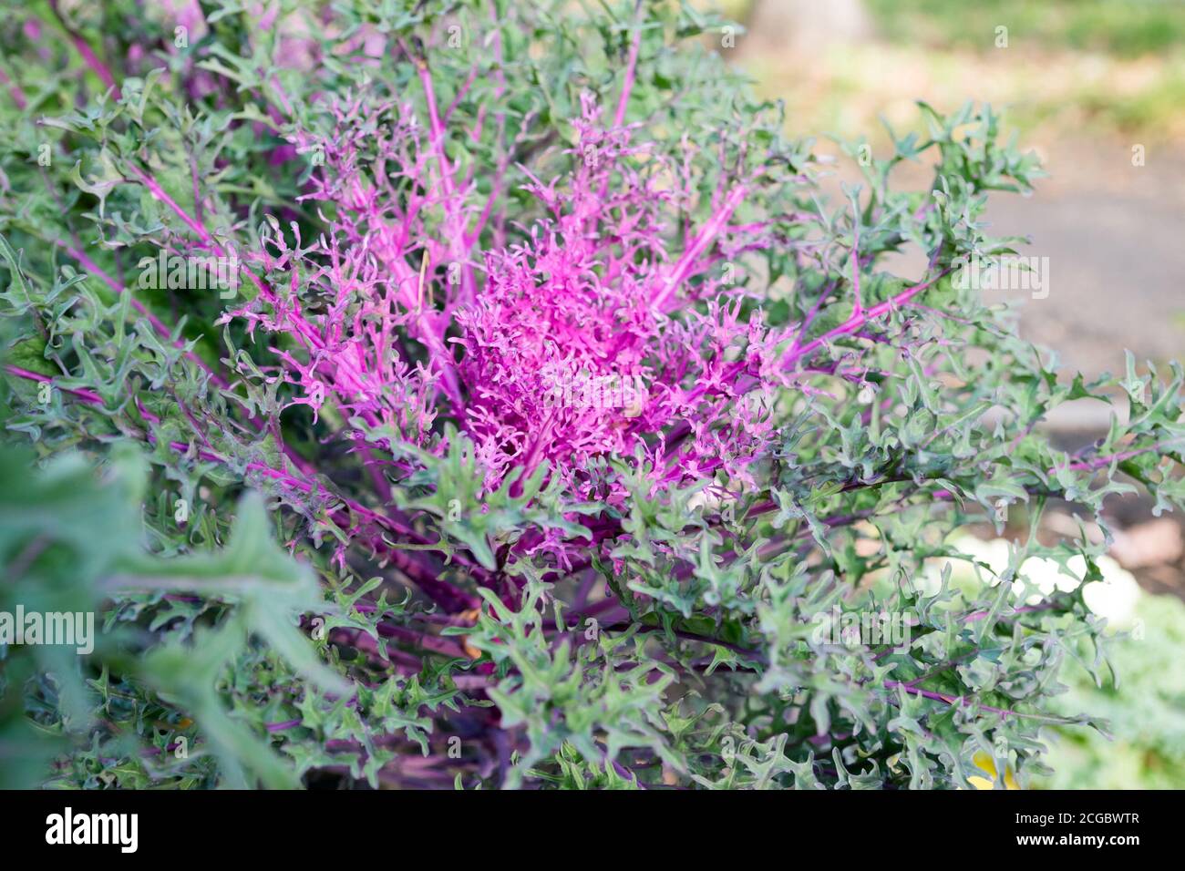 Im Spätherbst wächst im Garten ein schöner, leuchtend rosa Zierkohl. Hybridsorte „Peacock Red F1“ Stockfoto
