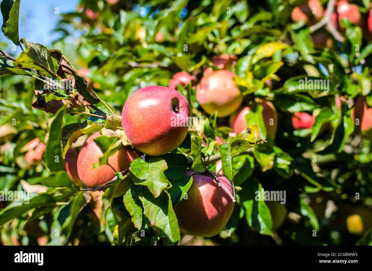Frische reife organische Äpfel am Baum Niederlassung in Apple Orchard. Außenaufnahme der Strauß roter Äpfel bereit, an einem sonnigen Tag geerntet werden. Stockfoto