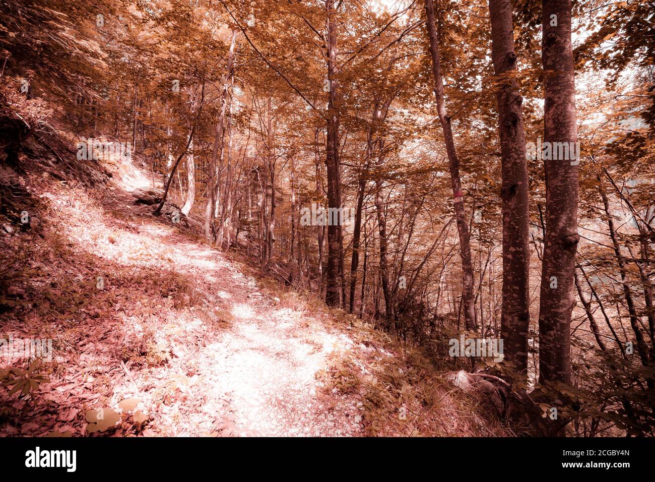 Pinky Farbwirkung des Fußweges in einem Buchenwald, Val Cellina, Italien Stockfoto