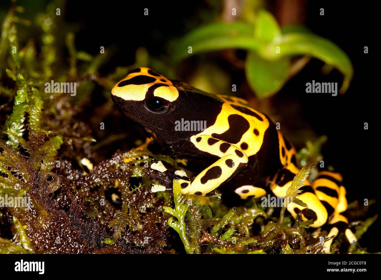 GELB-BANDED POISSON FROG Dendrobates Leucomelas, Erwachsene Stockfoto