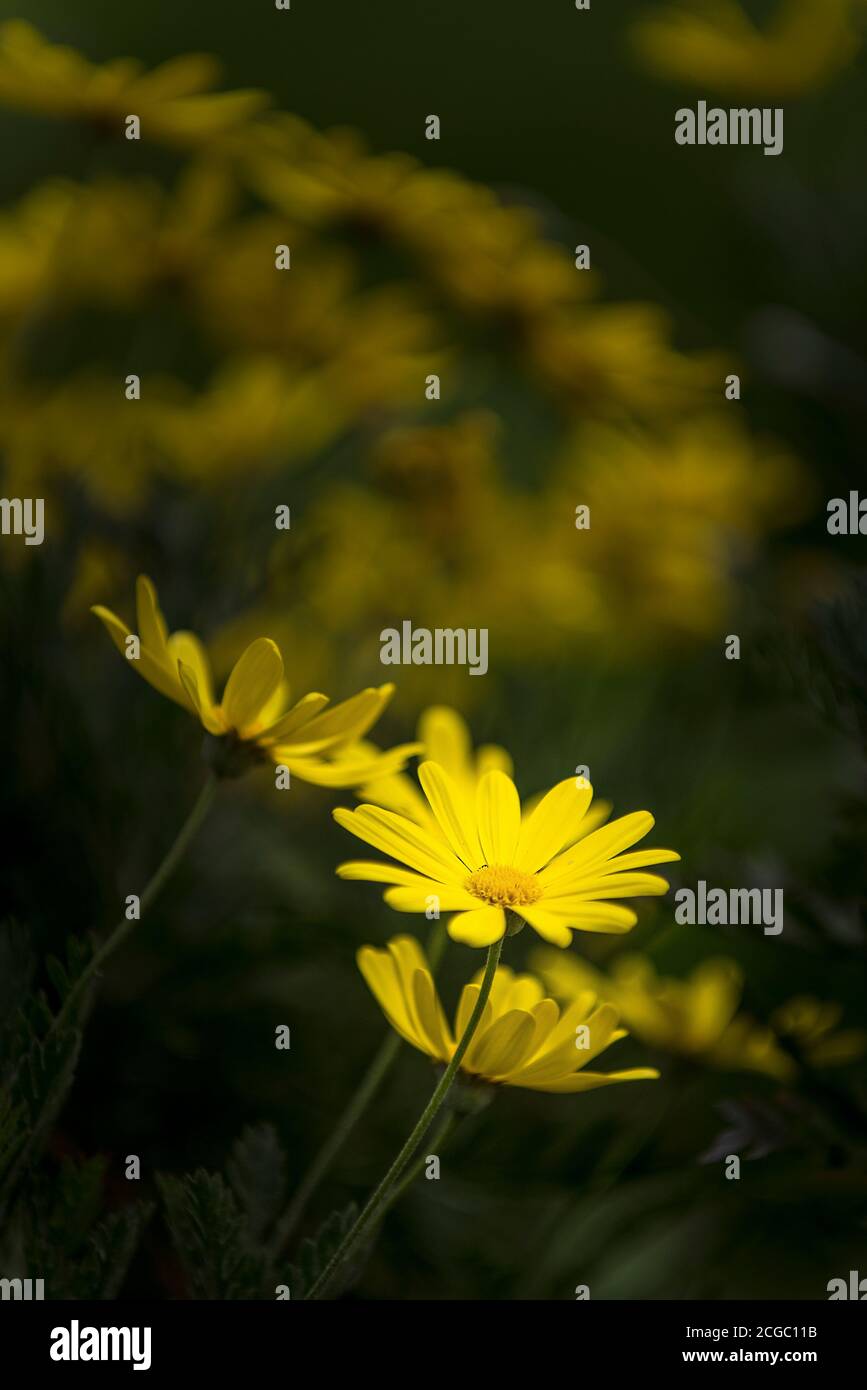 Ein Nahaufnahme von Euryops chrysanthemoides African Bush Daisy blüht. Stockfoto