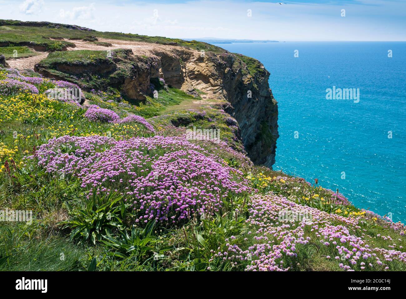 Nierenkraut Anthyllis velneraria und Meeresgedieh Armeria maritima wächst auf dem Küstenpfad bei Bedruthan Steps in Carnewas in Cornwall. Stockfoto