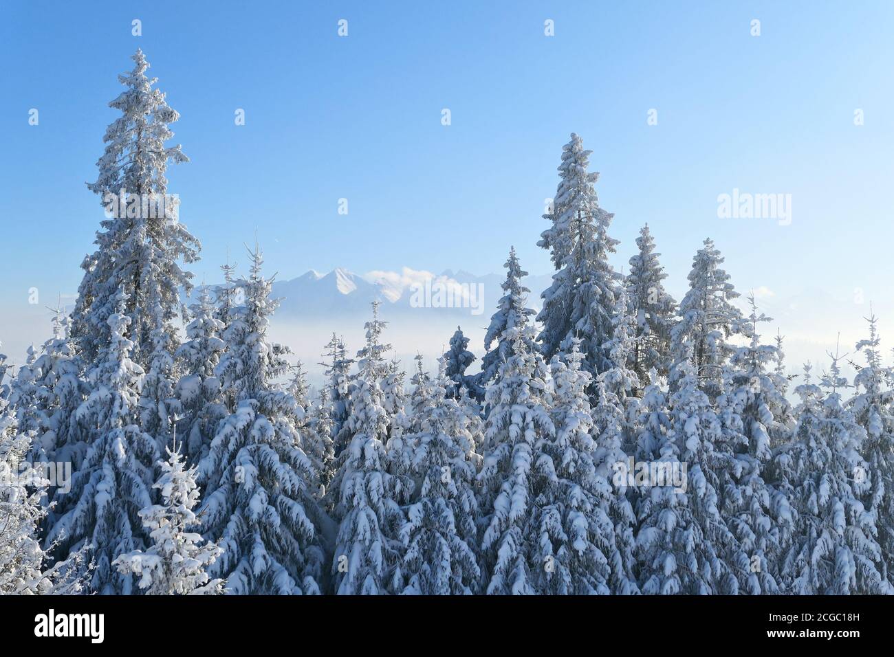 Winterbäume mit Schnee bedeckt und Tatra-Gebirge Landschaft. Stockfoto