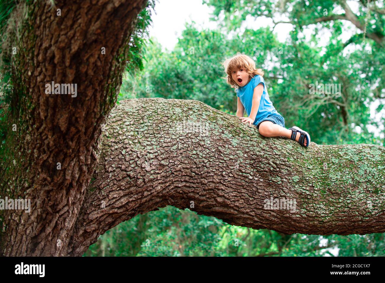 Kinder Klettern Auf Den Baum Stockfotos Und Bilder Kaufen Alamy 