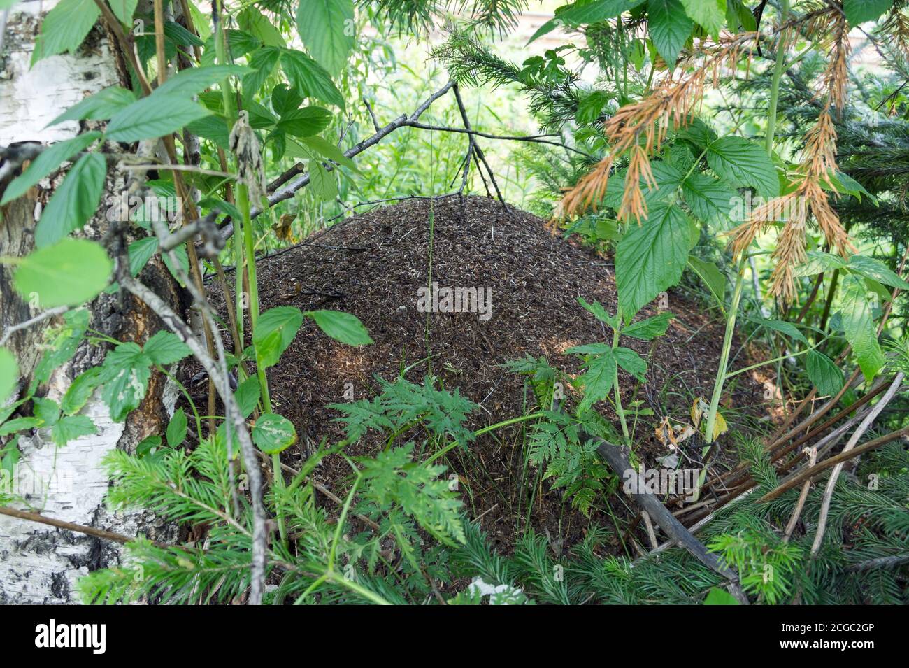 Großer Ameisenhügel eingebettet zwischen Laub im Sommerwald. Stockfoto