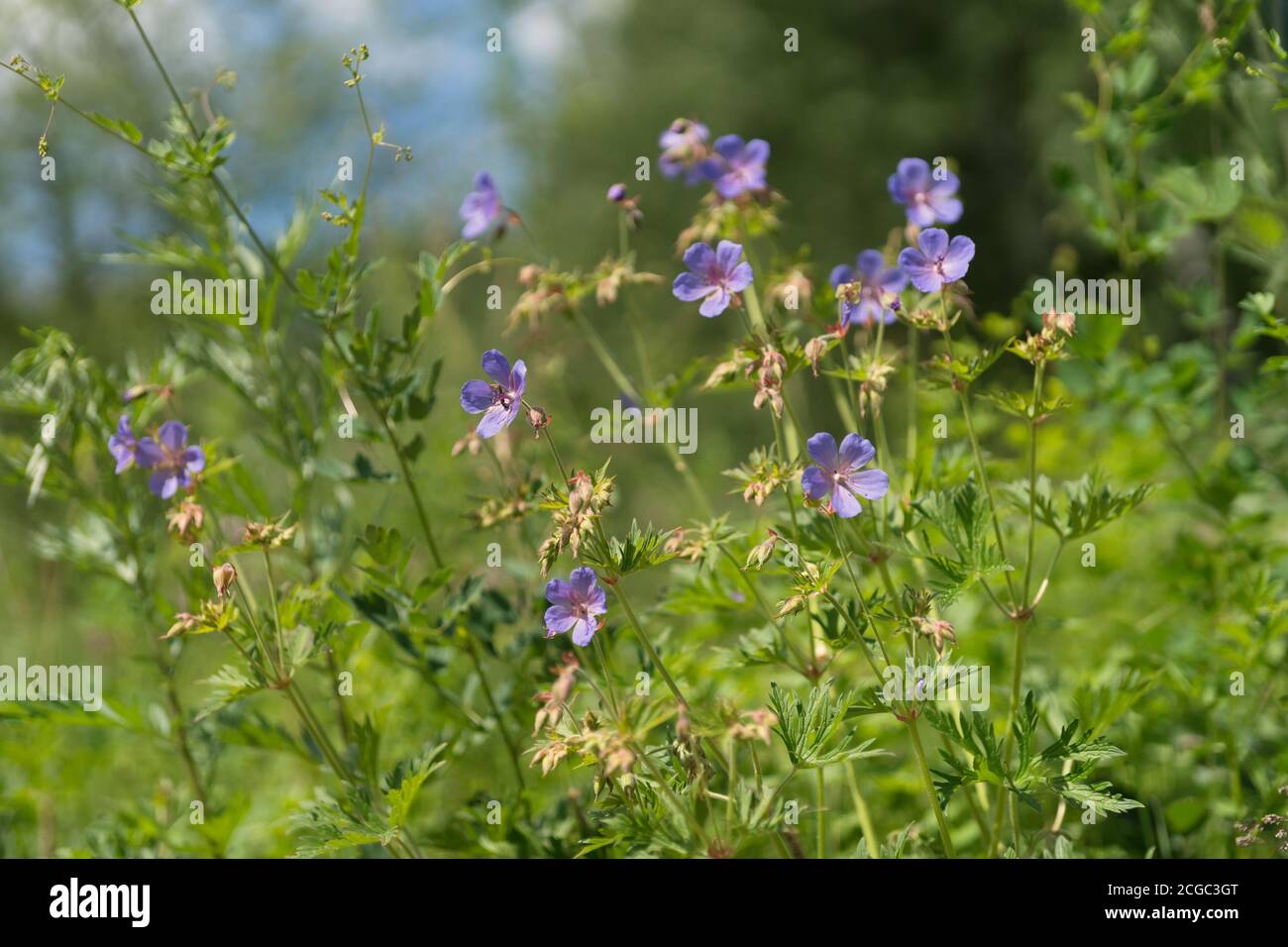 Viele Blumen von Wiesenschnabel {Geranium pratense} blühen auf einer grünen Wiese im Wald. Stockfoto
