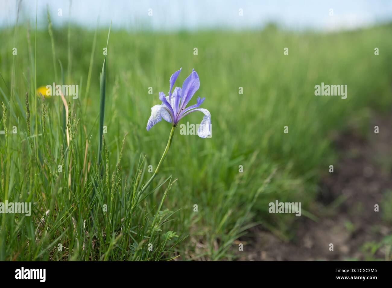 Die Sibirische Iris (lateinische Iris sibirica) wächst an der Seite einer unbefestigten Straße. Stockfoto