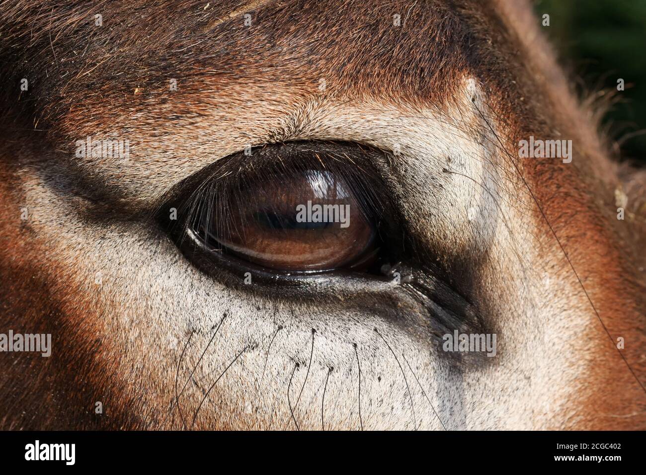 Auge des Esels Nahaufnahme und Details. Stockfoto