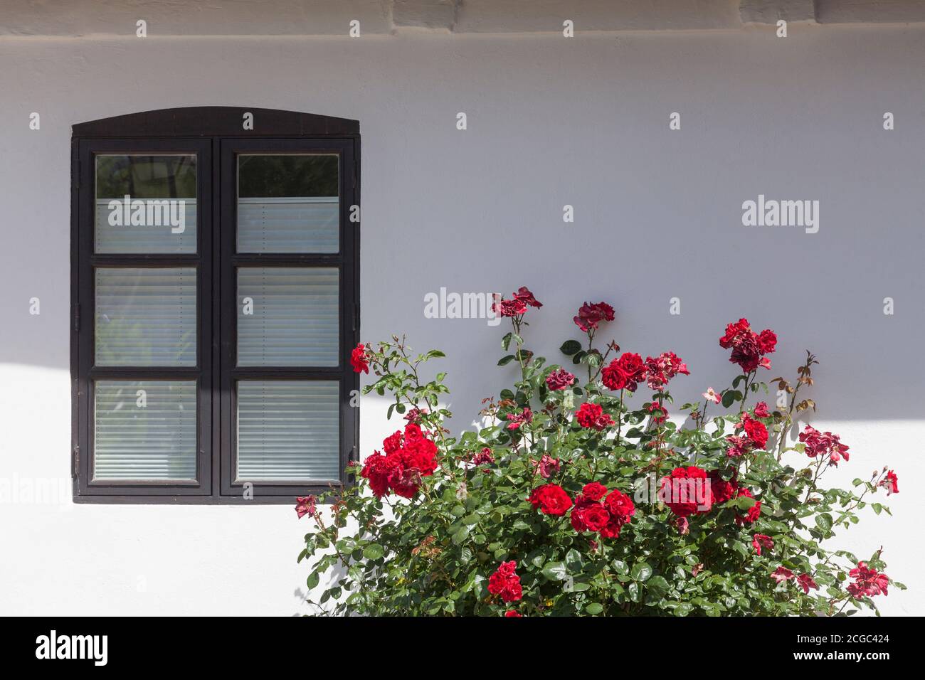 Altes weißes Wohnhaus, Fenster, Rosen, Verden, Niedersachsen, Deutschland,  Europa Stockfotografie - Alamy