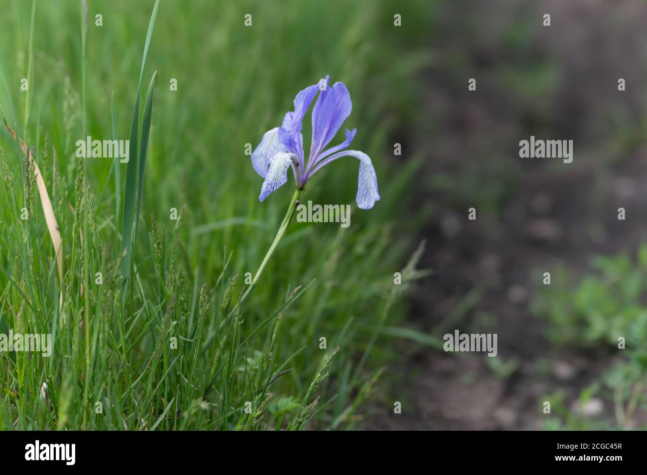 Blaue Flagge oder Sibirische Iris (lat. Iris sibirica) wächst an der Seite einer unbefestigten Straße. Stockfoto