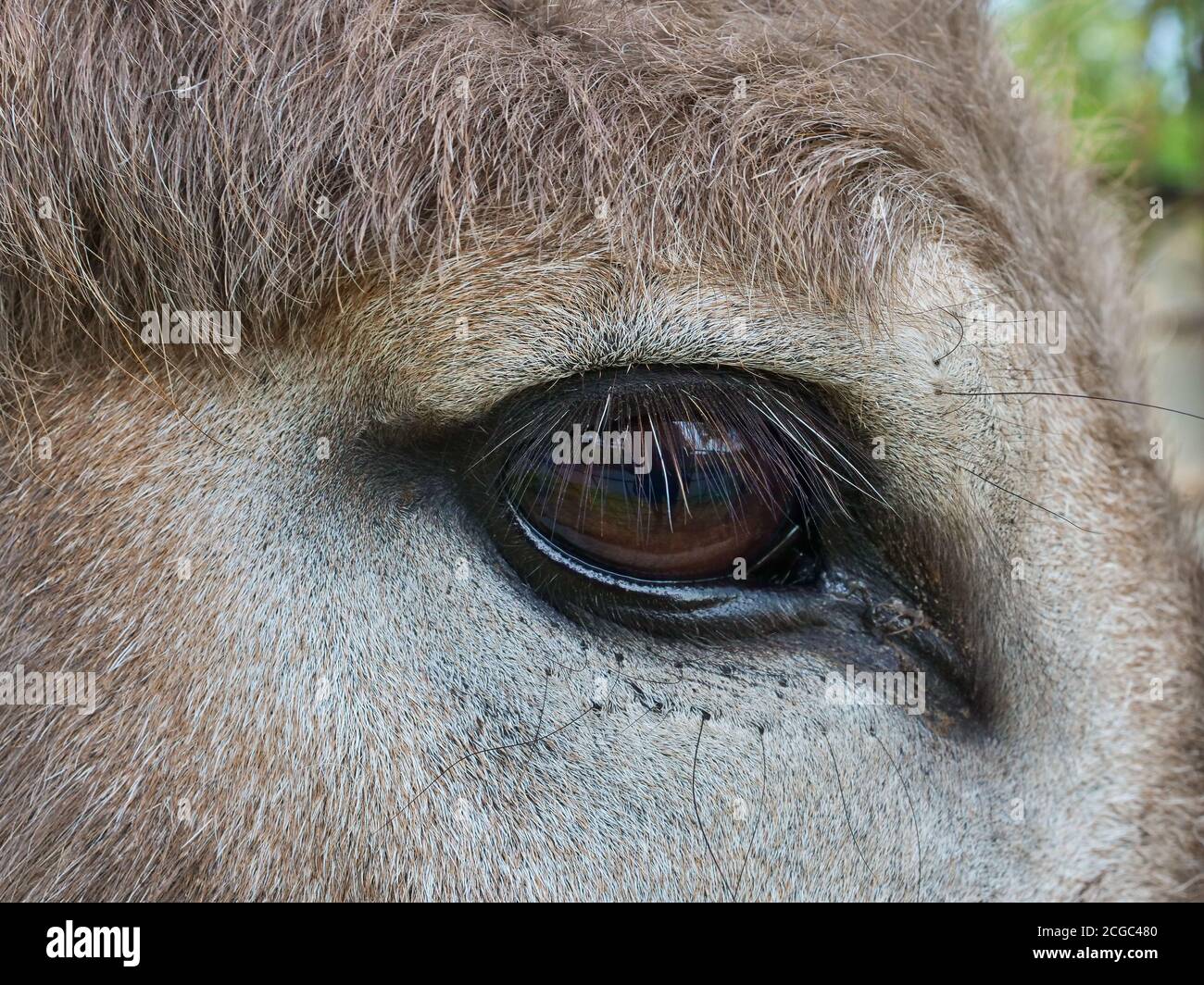 Auge des Esels Nahaufnahme und Details. Stockfoto