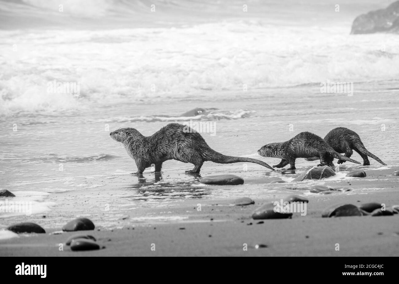 Flussotter an einem Nordkalifornischen Ozeanstrand, Del Norte County Stockfoto