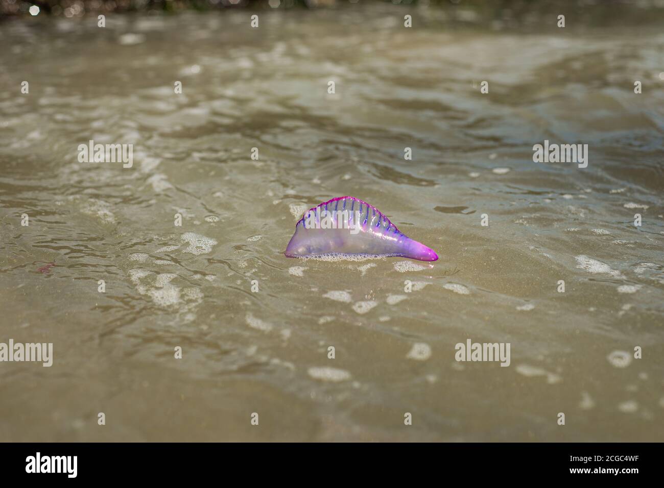 Portuguese Man War Portuguese Man Of War Stockfotos Und Bilder Kaufen Alamy