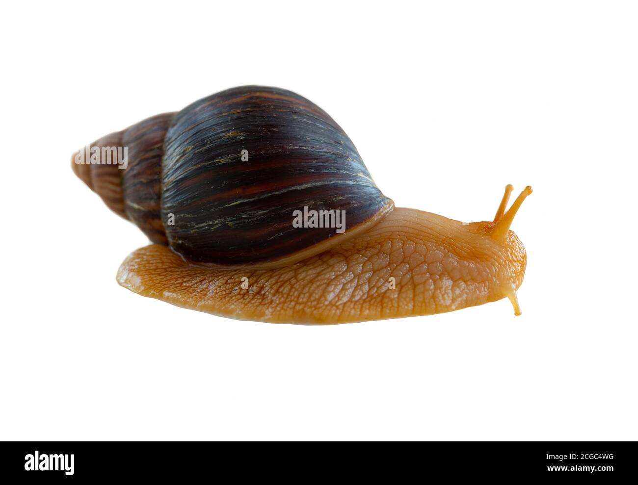 Schnecke auf weißem Hintergrund Stockfoto