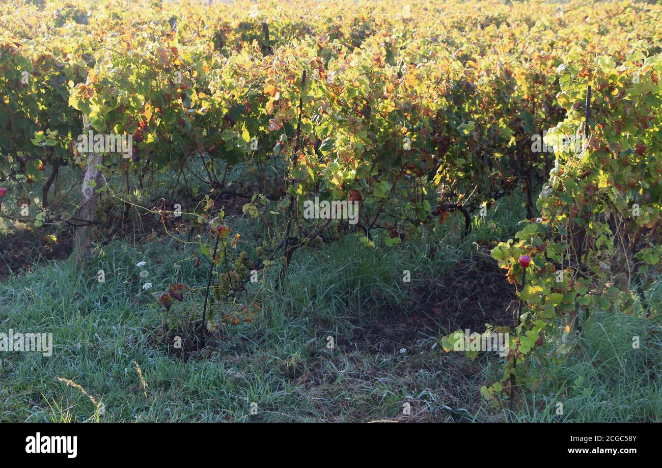 Weinberg im frühen Morgenlicht Vitis vinifera Santander Cantabria Spanien Stockfoto