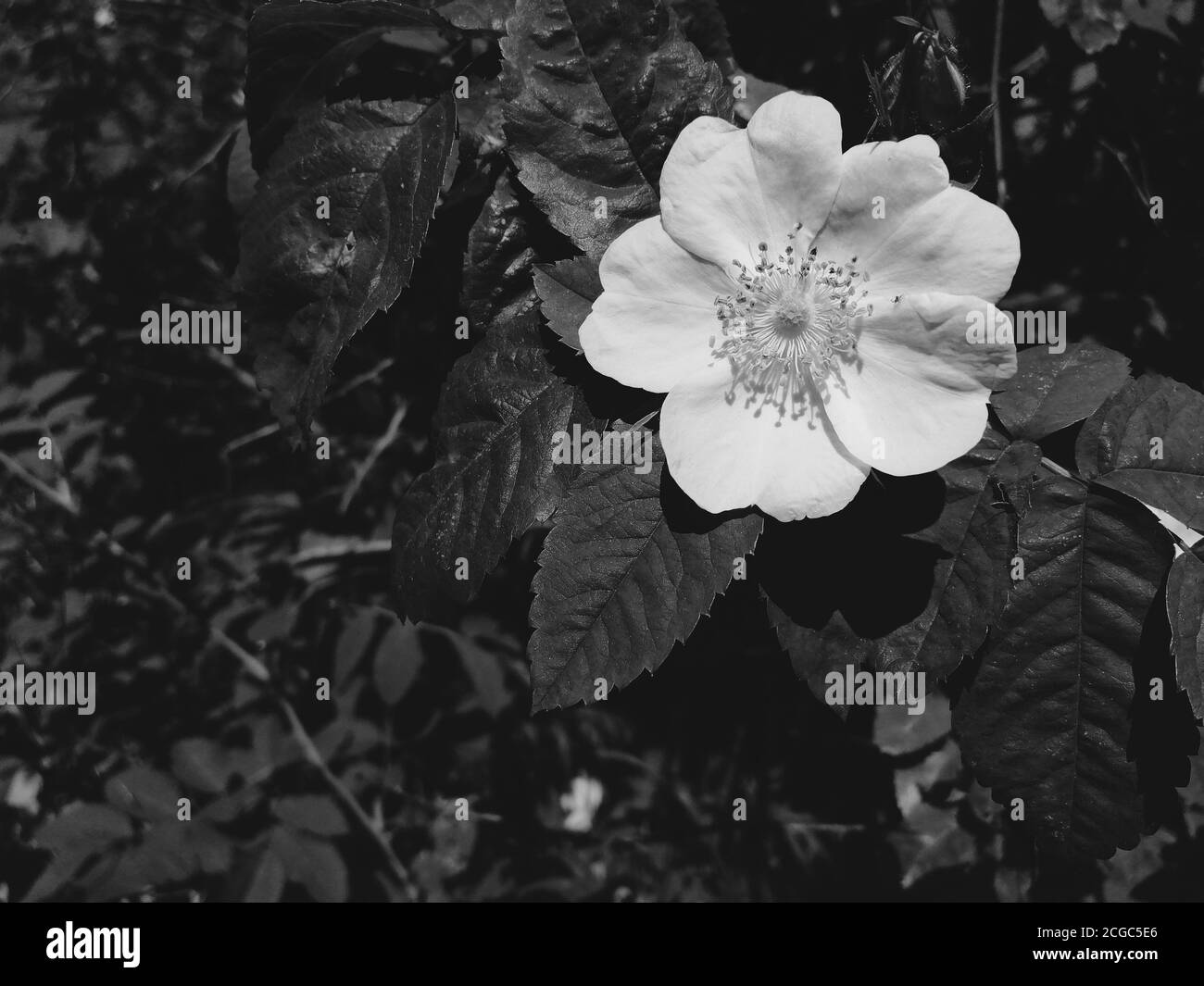 Die Blumen wachsen im Bereich in der Nähe des Zauns in der Stadt. Juni Stockfoto