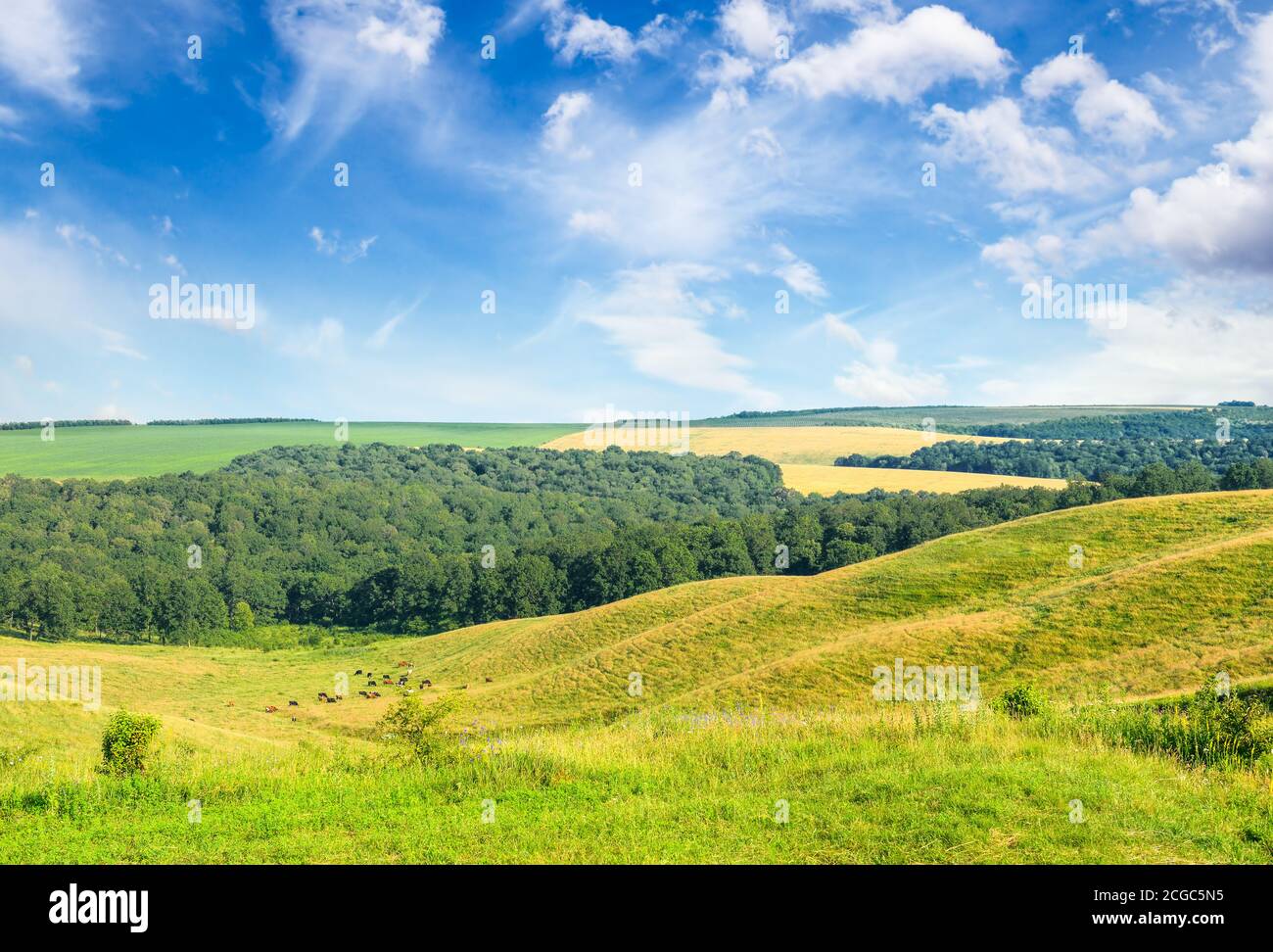 Herrliche Weidelandschaft und der strahlend blaue Himmel Stockfoto