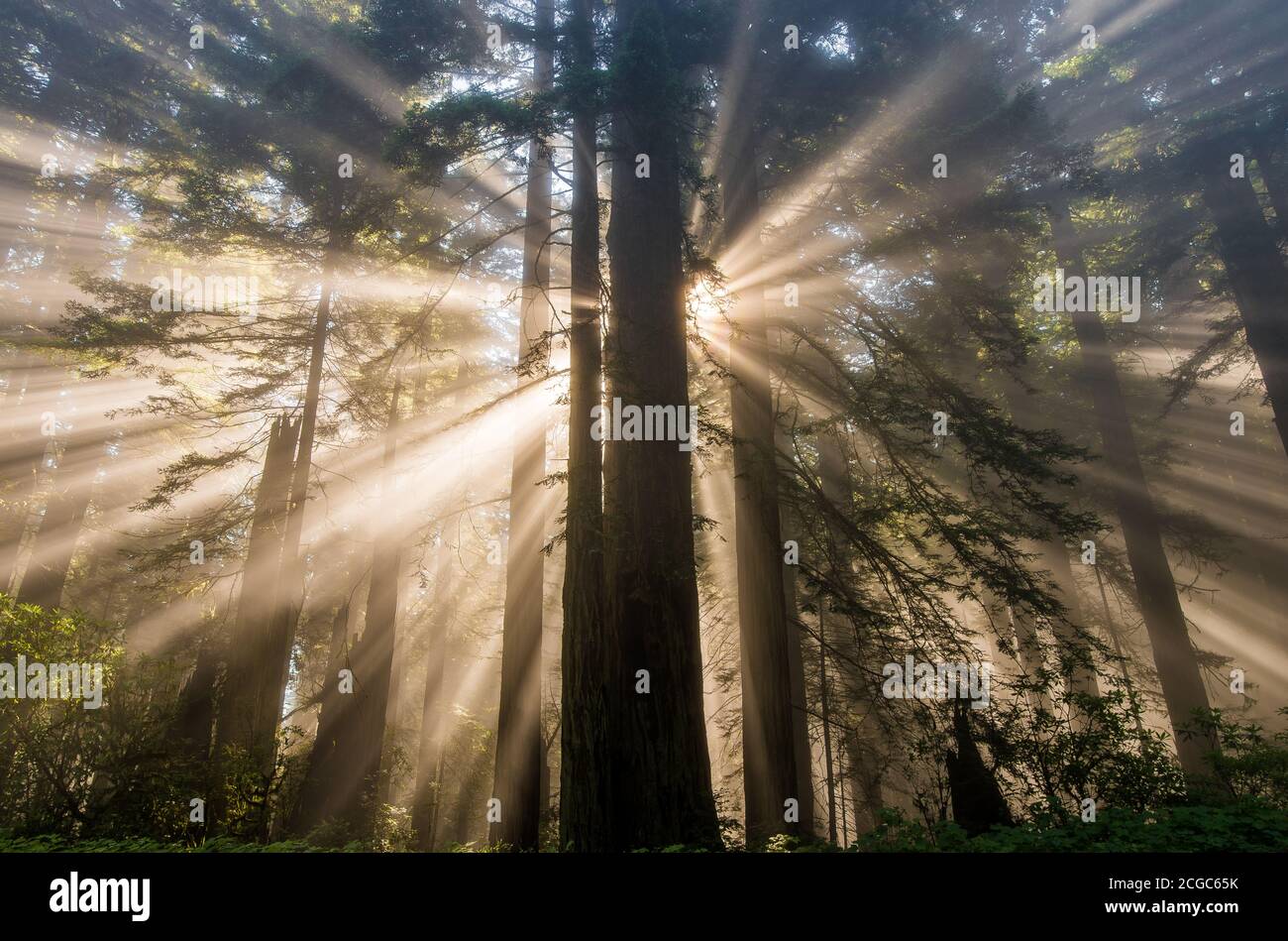 Coastal Redwood Forest Sunrise, Humboldt County, Nordkalifornien Stockfoto