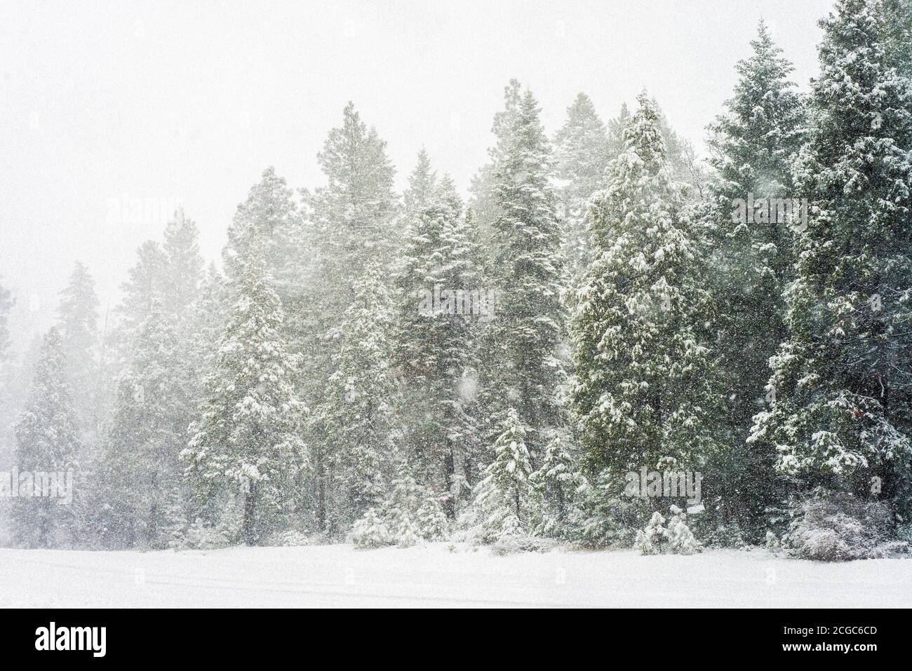 Winterlandschaft Lassen nationaler Wald Schneesturm, Nordkalifornien Stockfoto
