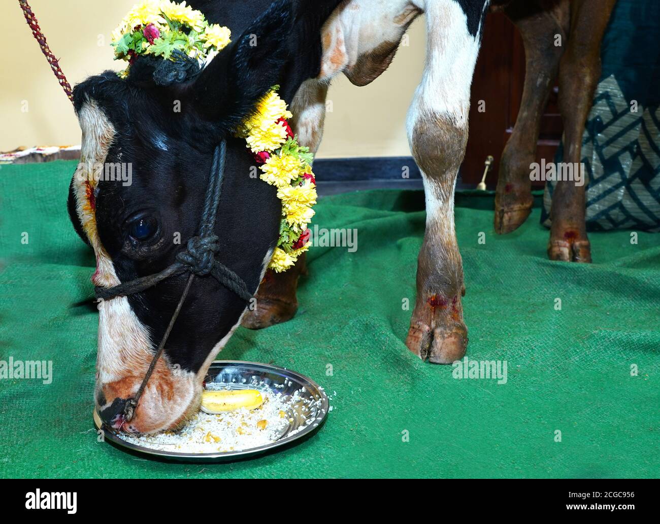 Schöne Indische Kuh Mit Varamala Essen Rohen Reis, Banane Und Jagger Bei pooja der Wohnungzeremonie Stockfoto