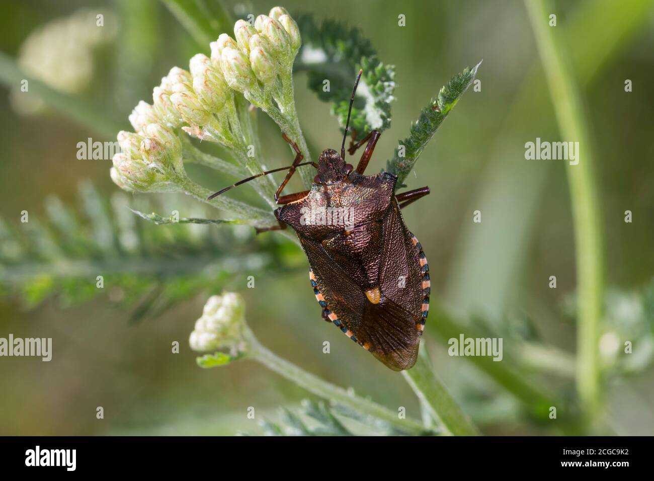 Rotbeinige Baumwanze, Pentatoma rufipes, Waldkäfer, Rotbeinige Schildkäfer, La punaise à pattes rousses, la punaise des bois, Baumwanzen, Pentatomidae Stockfoto