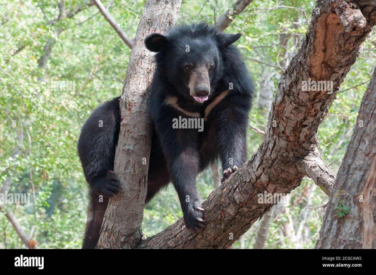 Indische Faultiere (Melursus ursinus) Stockfoto