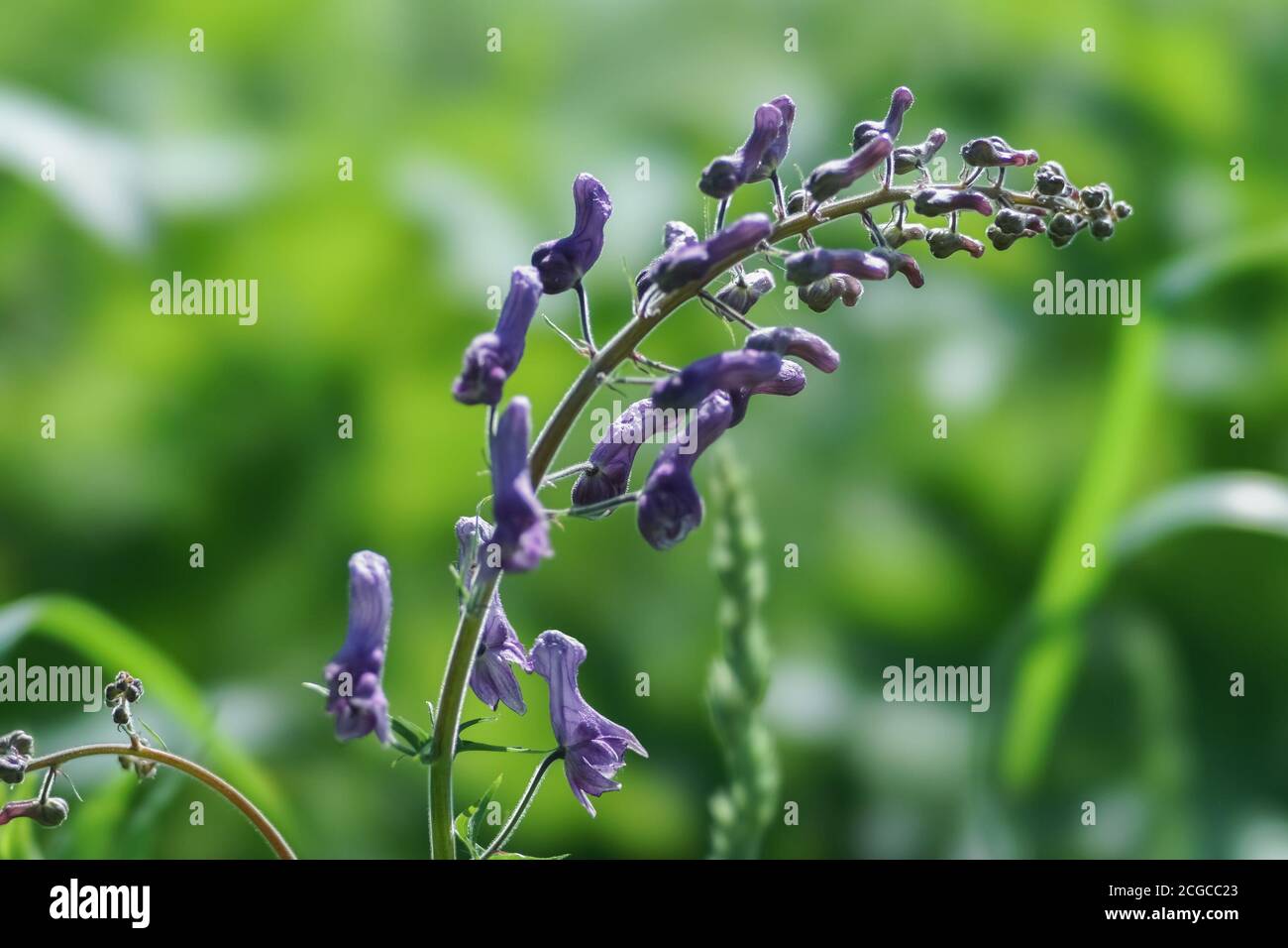 Blühender Blütenstand der extrem giftigen Wildmonkshood-Pflanze (Aconite exelsum - A. septentrionale Koelle) auf grünem Hintergrund. Stockfoto