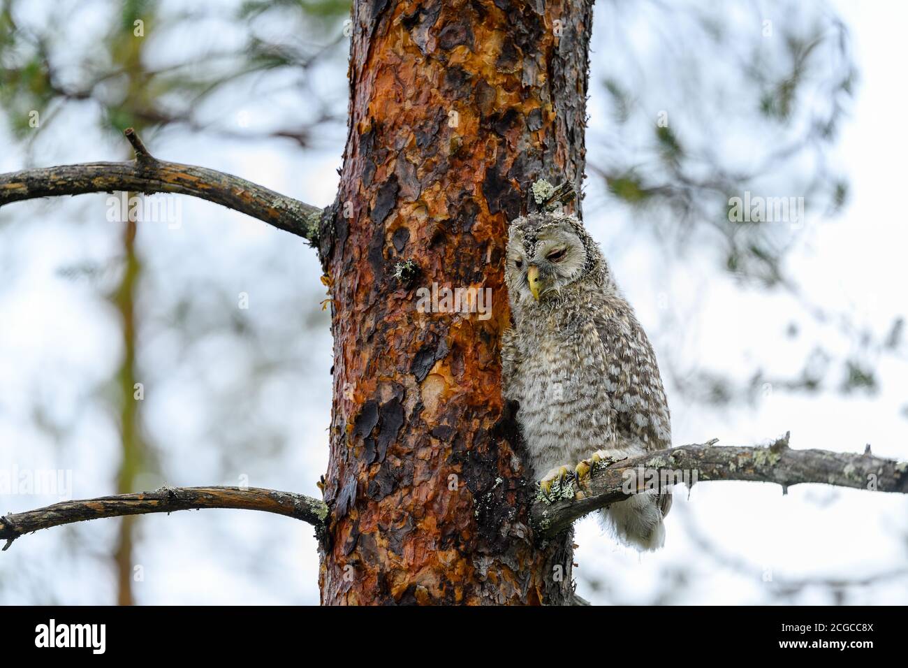 Junge Eule, Uralkauz (Strix uralensis) in Kiefer im nortjhern Finnland Wald Stockfoto