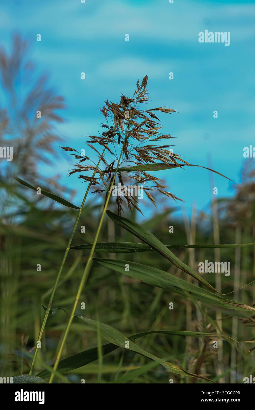 Reed entlang der Kante eines nebligen See unter einem Blauer Himmel im Sonnenlicht bei Sonnenaufgang am Herbstmorgen Stockfoto
