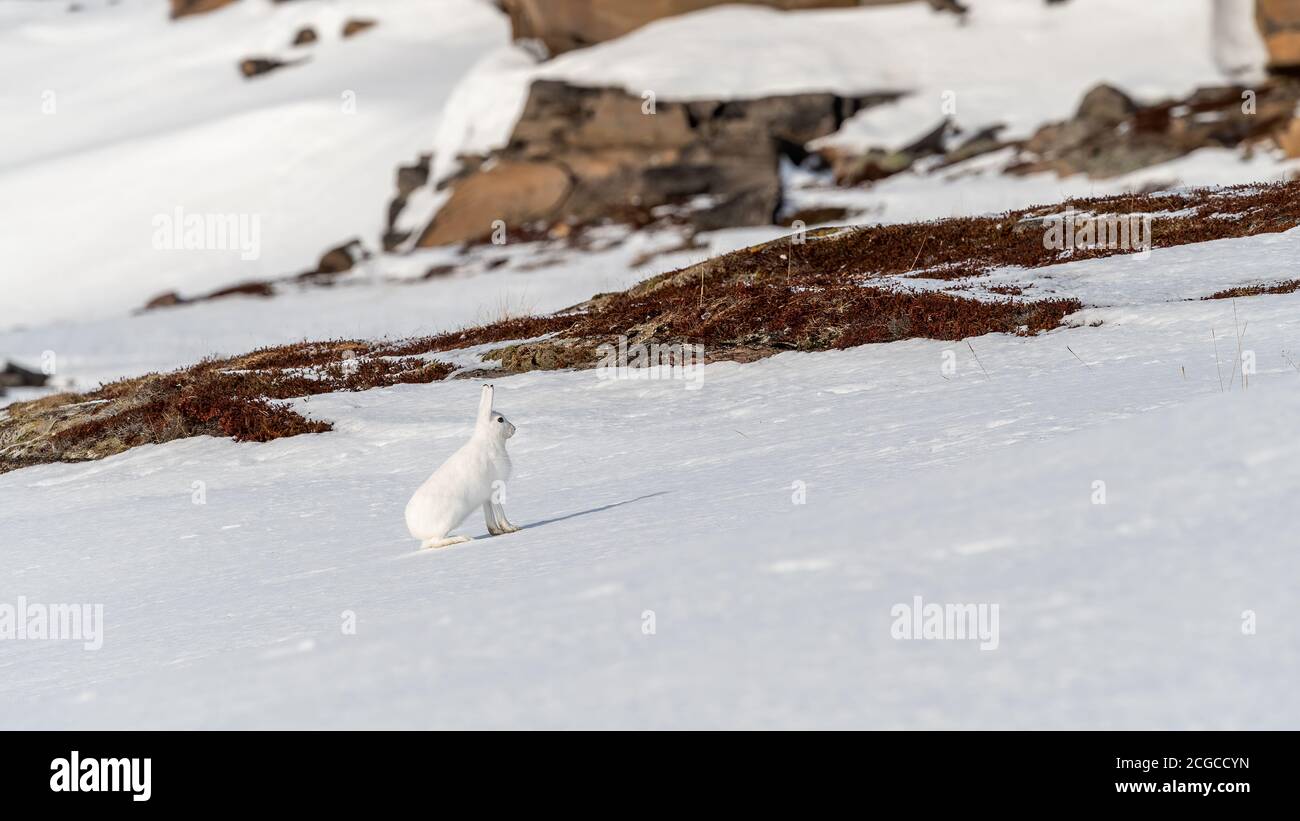 Norwegischer Berghase (Lepus timidus) Im Winter Fell in verschneiten Landschaft Stockfoto