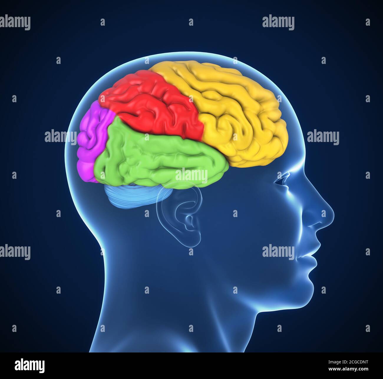 Menschliches Gehirn in Farben 3d-Illustration Stockfoto