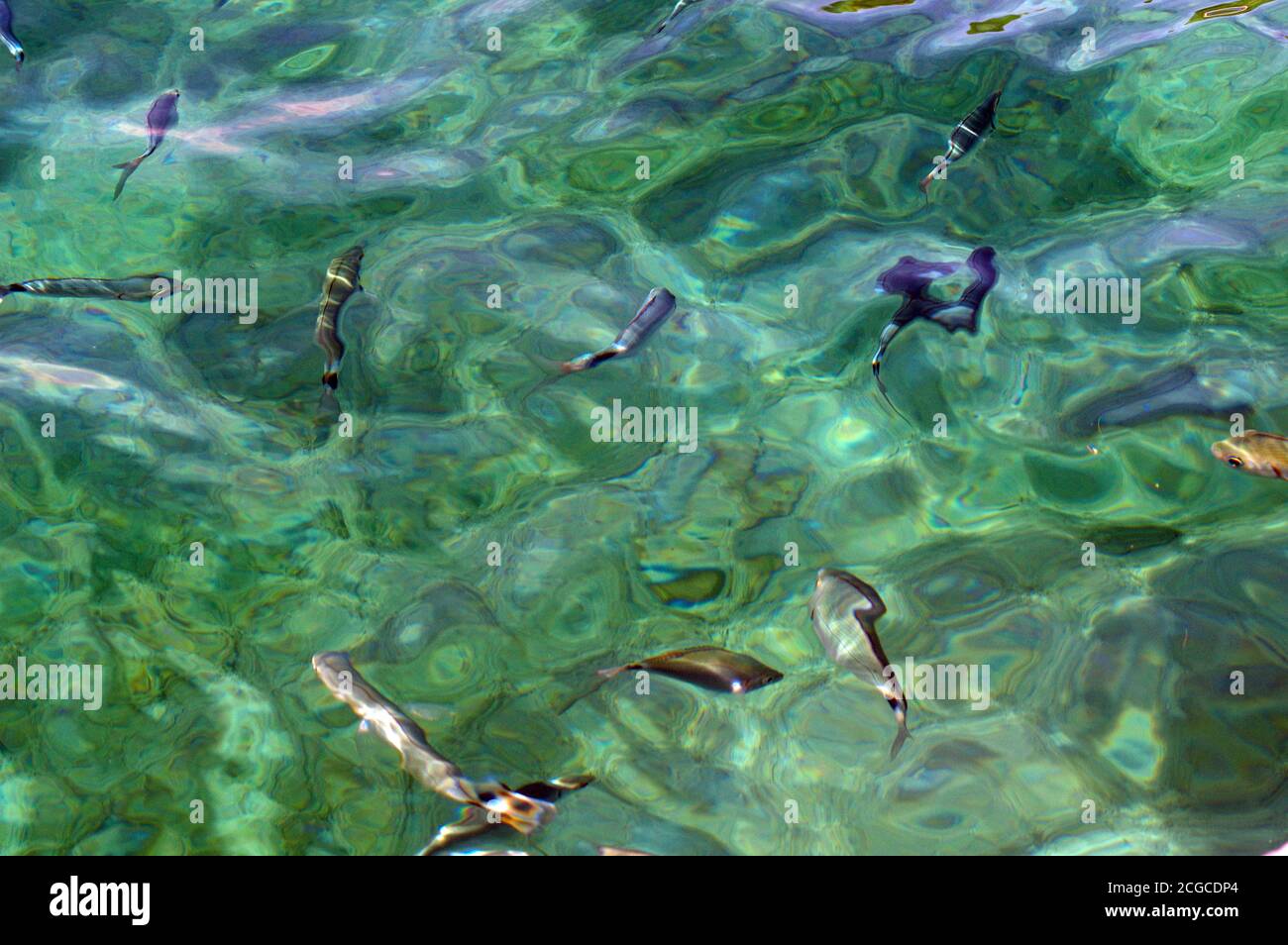 Die Transparenz des Meeres in Sardinien Stockfoto