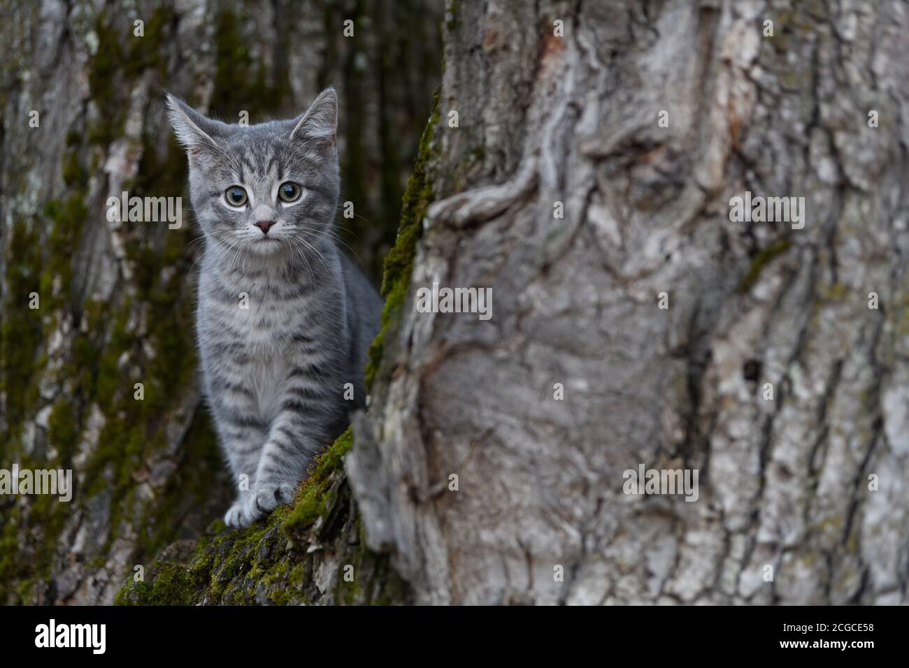 Kleine nordische Babykatze, Kätzchen, Kletterbaum Stockfoto