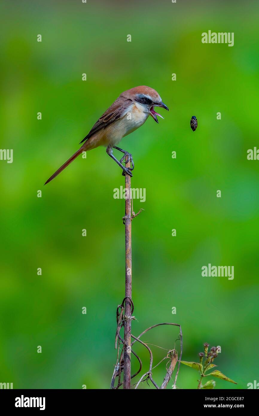 Ein wunderschöner indischer Vogel thront Stockfoto