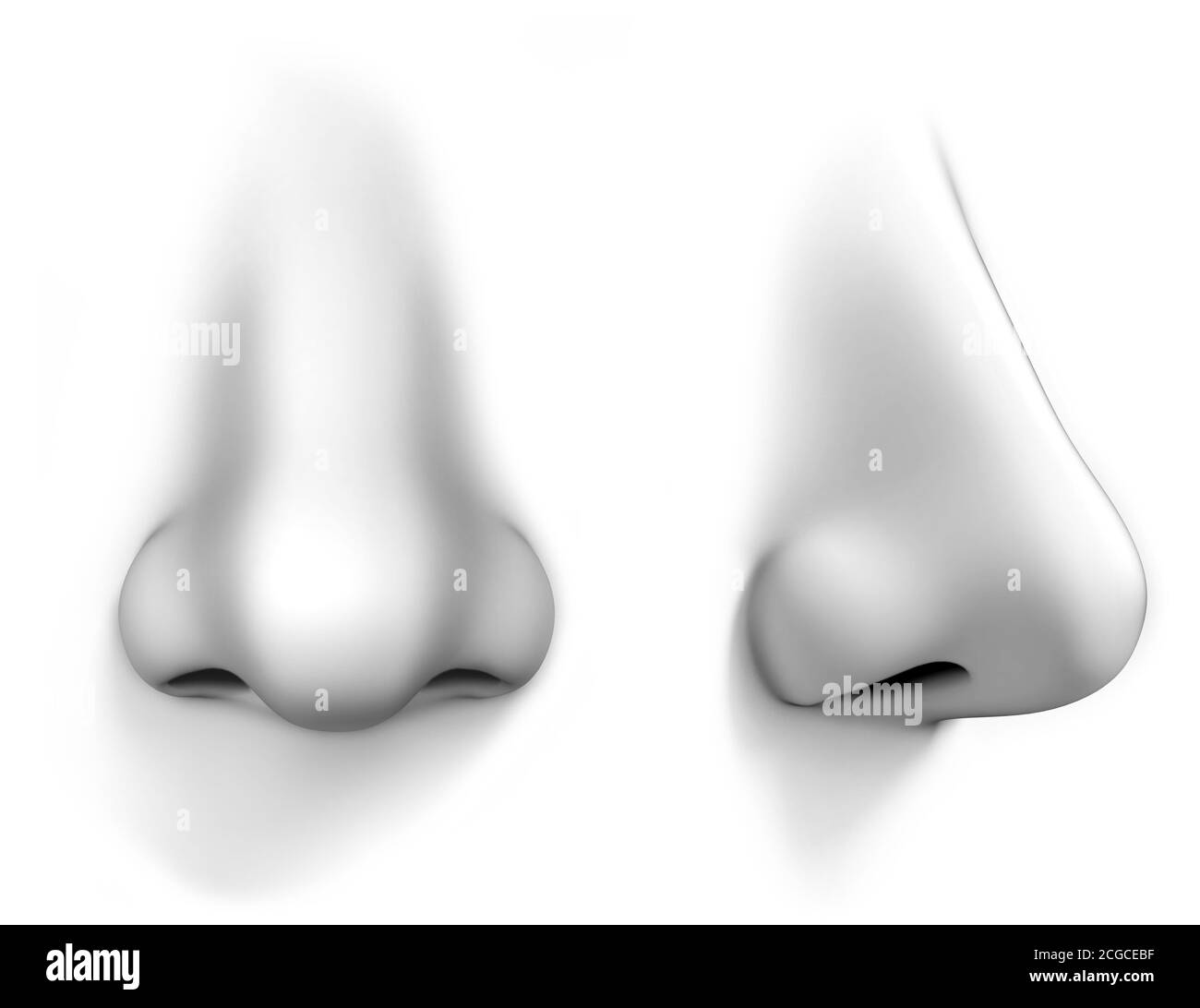 Menschliche Nase isoliert auf weißem Hintergrund Stockfoto