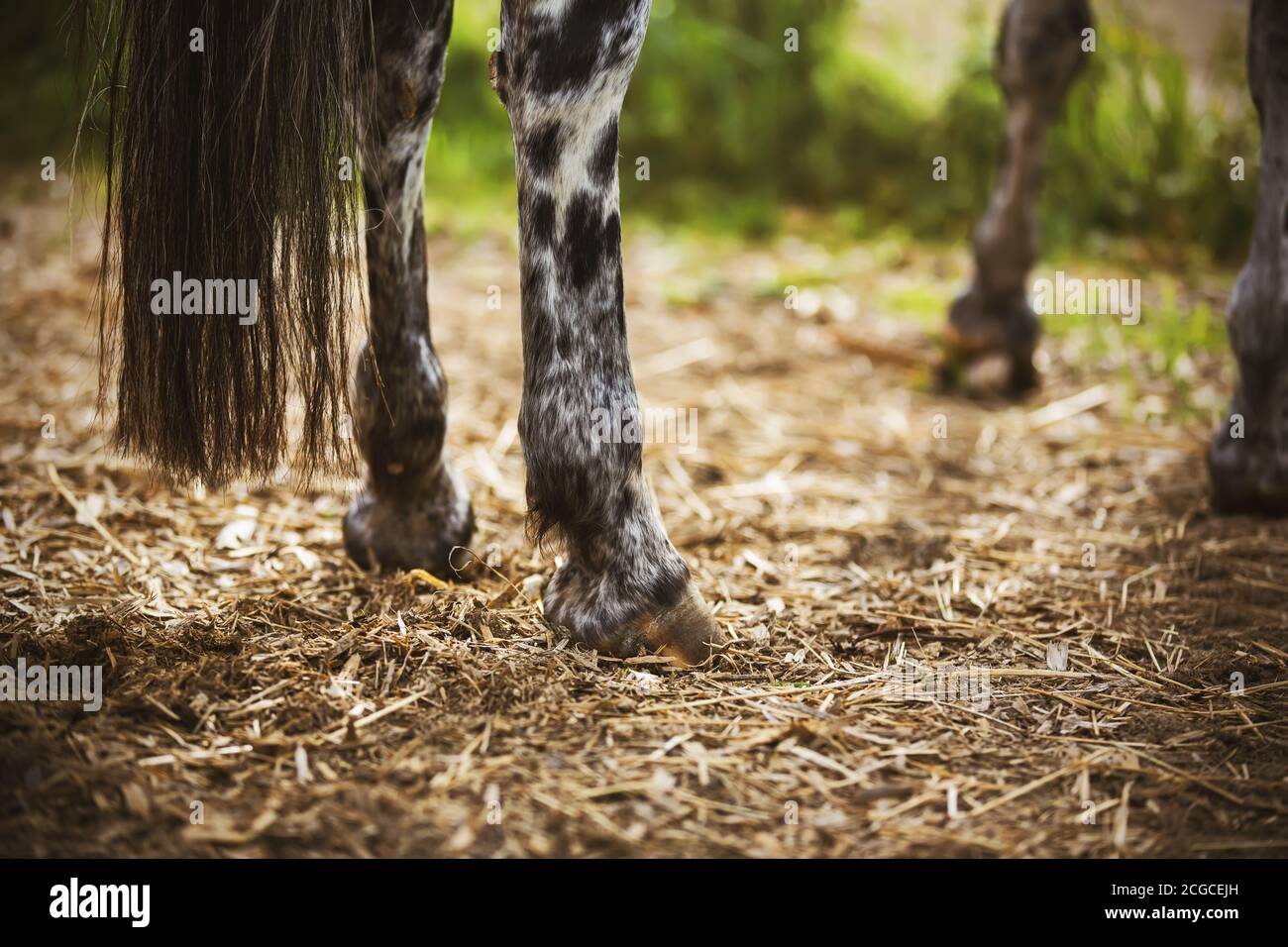 Die Beine eines schönen gefleckten Pferdes mit einem langen Schwanz, der an einem sonnigen Sommertag zwischen Heu, Gras und Sägemehl und Gräsern steht. Agrarindustr Stockfoto